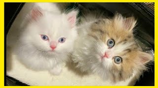 THE PERSIAN CAT COMPILATION - FARS KEDİSİ - İRAN KEDİSİ - LITTLE PERSIAN CAT -  YAVRU İRAN KEDİSİ by Fifty Shades of Cats 7,205 views 4 years ago 4 minutes, 8 seconds