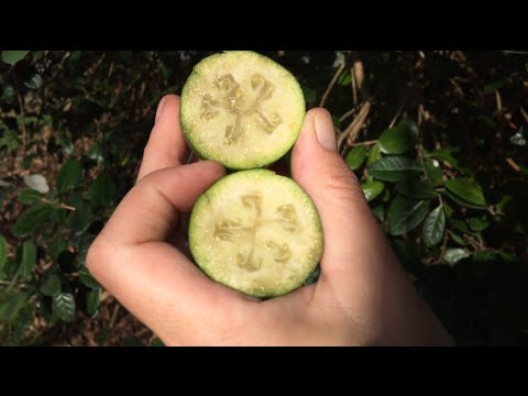 Video: Mis on feijoa puu – õppige ananassi guajaavi hooldamise ja kasutamise kohta