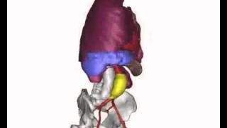 3D Reconstruction Movie.swf