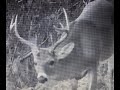 Alabama 2021, Whitetail Deer Hunt, Video 2. Hunt setups and associated trail camera and live footage