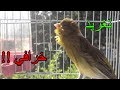          canary singing training