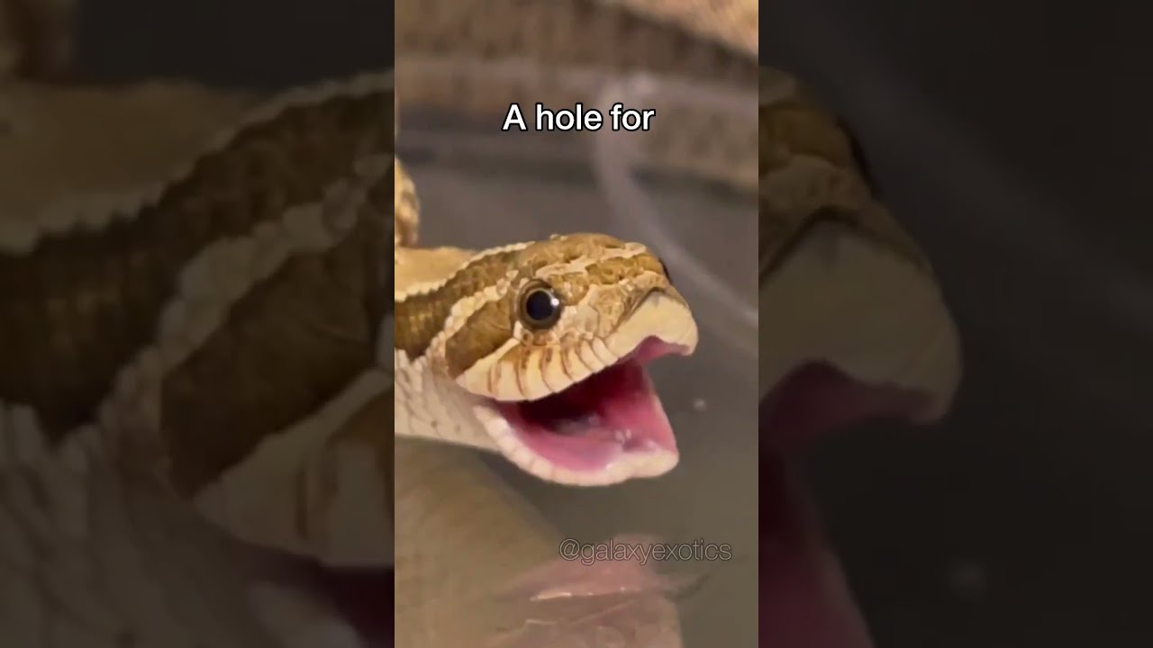 WHY ARE YOU DIGGING A HOLE THE SIMPSONS Reptile Animal Snake