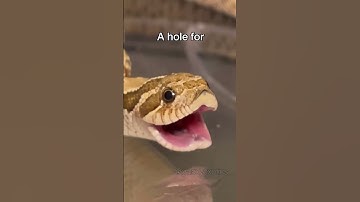 Thumbnail of WHY ARE YOU DIGGING A HOLE? (THE SIMPSONS)  #reptile #animal #snake