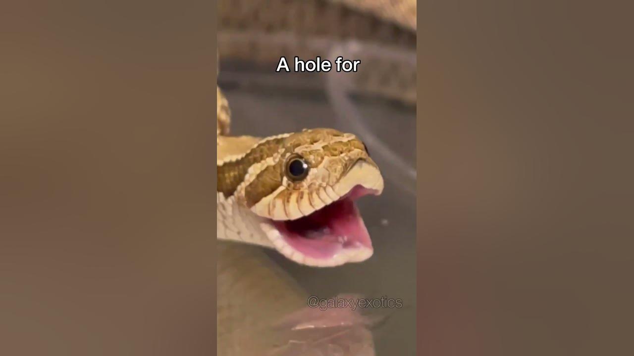 WHY ARE YOU DIGGING A HOLE? (THE SIMPSONS)  #reptile #animal #snake