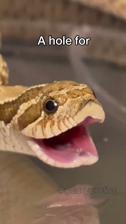 WHY ARE YOU DIGGING A HOLE? (THE SIMPSONS)  #reptile #animal #snake