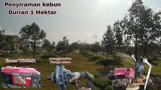 Penyiraman Kebun Durian Hemat Tenaga!