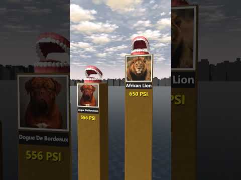Comparison of animals