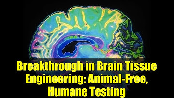 Breakthrough in Brain Tissue Engineering: Animal-Free, Humane Testing