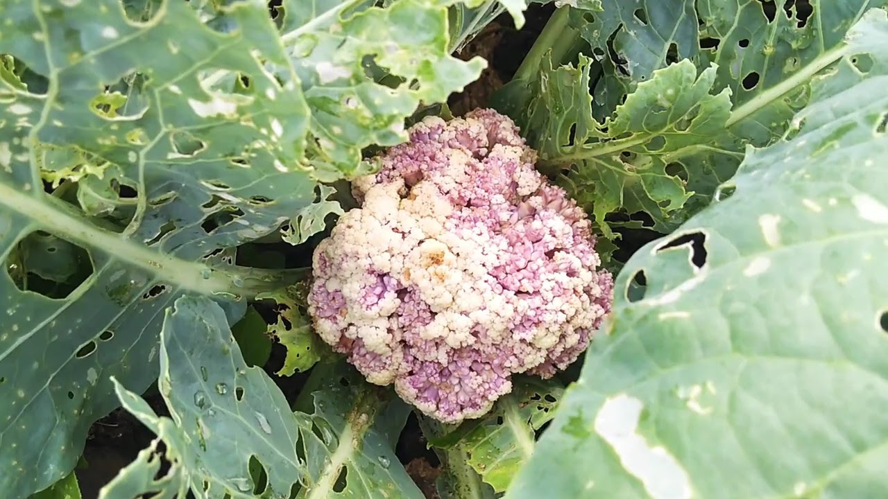 Rau súp lơ bị sâu ăn lá Cauliflower eaten by worms YouTube