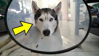 My Husky Hates The Dog Cone.. (Gohan's Injury)