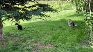 Czar And Sox Enjoy The Cool Grass by Czar and Sox  396 views 10 months ago 2 minutes, 9 seconds