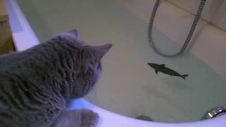 Maylo the Cat vs Shark !!!!!FUNNY!!!!!LOL!!!!!