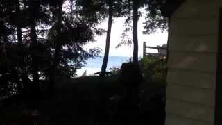 Fox in my parent's back yard (Seneca Lake, NY) by Dave Ghidiu 44 views 8 years ago 8 seconds