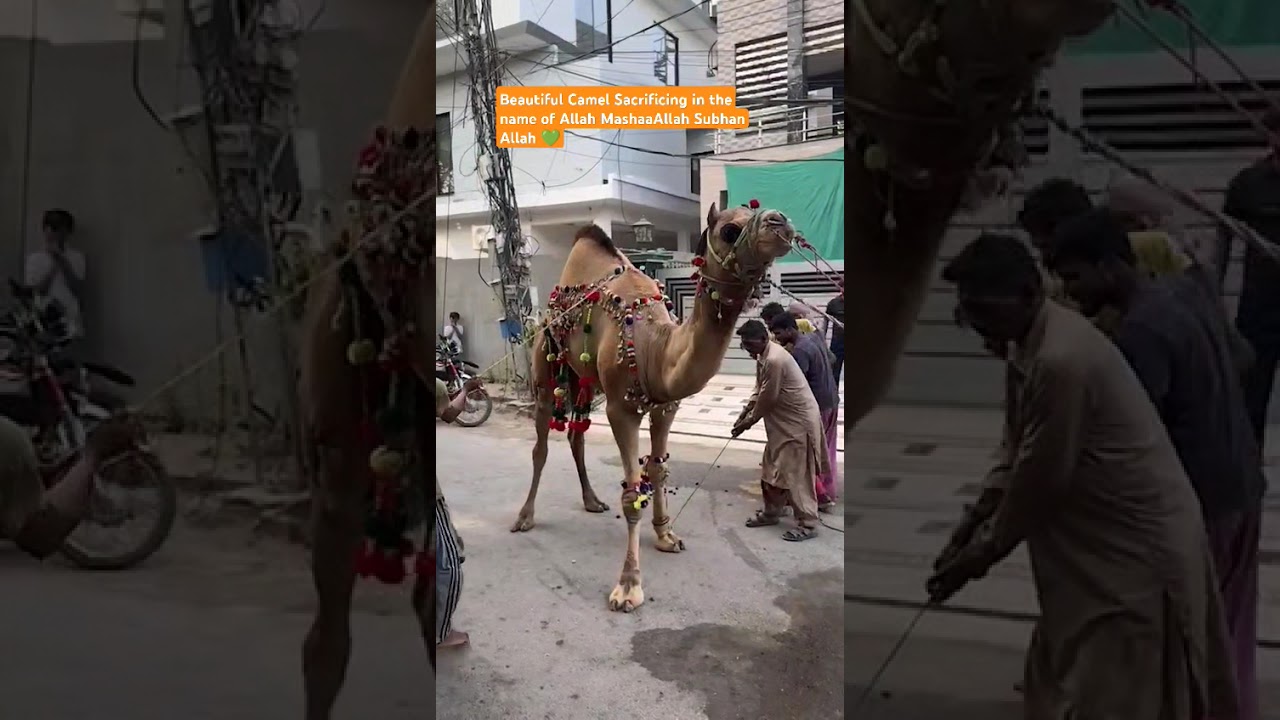 Beautiful Camel 🐪 sacrifice in the name of Allah | Eid 2nd day 