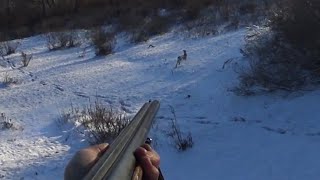 видео: охота на зайца. зайцы сидели пока не наступиш. 2023. картинка: охота на зайца. зайцы сидели пока не наступиш. 2023.