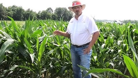 Is a Preemergence or Postemergence One-pass Herbicide Program Effective in Midsouth Corn?