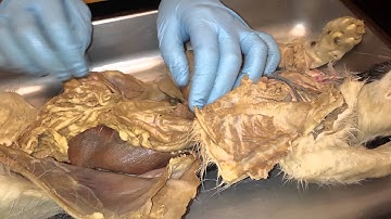 A&P II cat dissection: digestive system