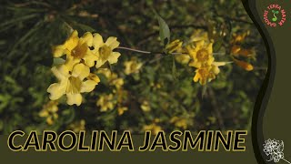 CAROLINA JASMINE اطلاعات و نکات رشد! (Gelsemium Sempervirens)