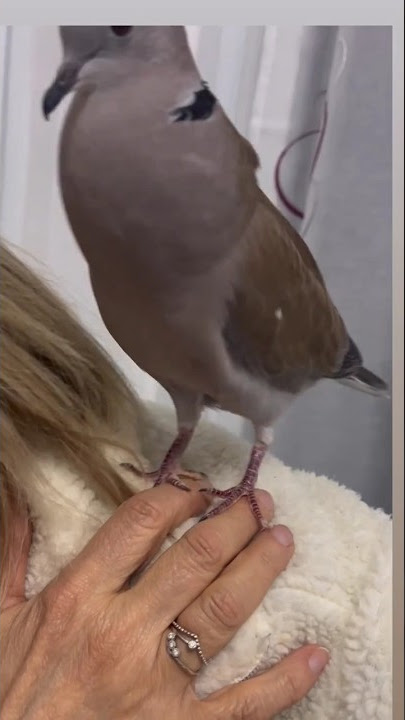 Talking Dove 🕊️/ Beautiful Birds Sounds/ Birds Singing #youtubeshorts #trendingshorts #dove