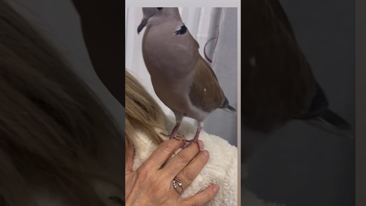 Talking Dove 🕊️/ Beautiful Birds Sounds/ Birds Singing 