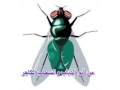محمد شكر الله عبينا القدوم mp3