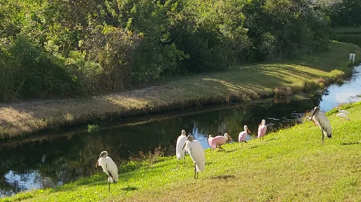 Fall bird migration has the backyard full of life ...