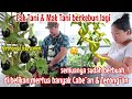 BERKEBUN LAGI, DI BELIIN MERTUA BANYAK POHON CABE🌶 & TERONG🍆.! 😯