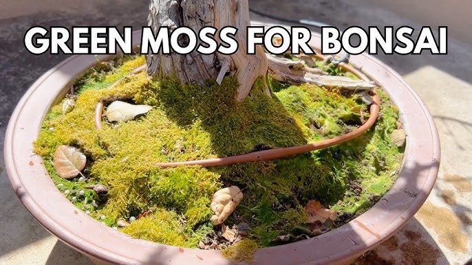 Growing Moss in Containers 🎍 