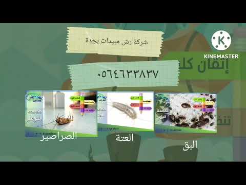 شركة مكافحة حشرات بجدة إتقان كلين