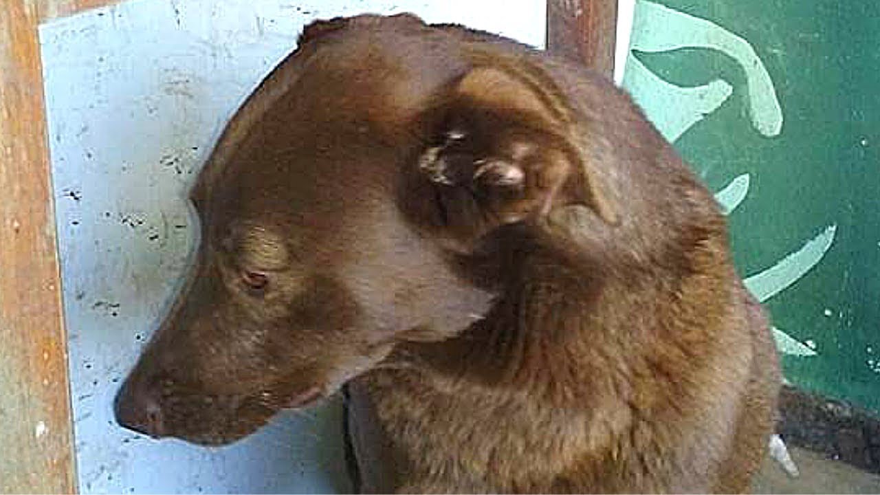 Deprimierter Hund sitzt 2 Jahre im Tierheim fest, doch plötzlich riecht