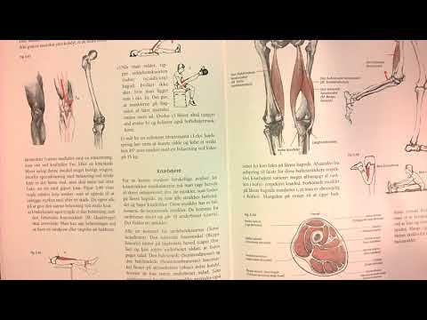 Video: Kne Muskler Anatomi, Funksjon Og Diagram - Kroppskart