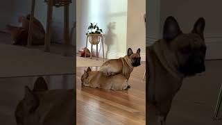 Frenchie Every Day 25  #cutedogs #bulldog #frenchie #funnypets #puppy #americanbully #cute #pets