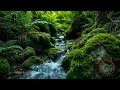 Sound Relaxation Therapy 30 Minutes for Mental Calm