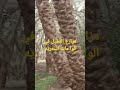 احلا يوم في مزارع النخيل في الواحات البحريه #الحمدلله #أحمد سفاري 🇪🇬🏜