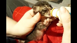 Bottle Feeding Kittens - Foster Litter #37 The Greek God Kittens