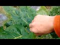 Como podar tomate de Árbol / How to prune tree tomato