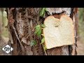 Pictures of Bread that have been Stapled to Trees