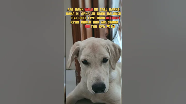 funny memes 🤪😂|funny twist 😂🔥#dog#pets#animals#andrast#funny#nivetadhingramusic#youtubeshorts#shorts