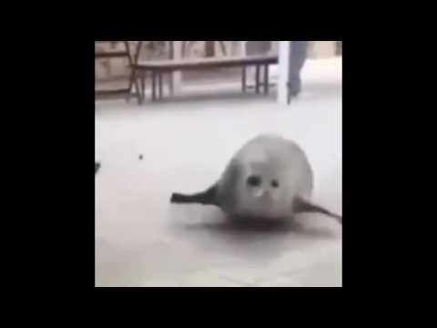 Bouncing Seal Song