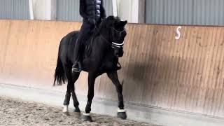 HP Kadinsky (Kjento x Furst Romancier x Weihegold) born 2023