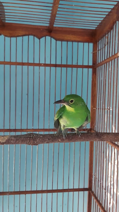 suara cucak ijo betina minta kawin...efektif pancing cucak ijo jantan bisu @septyanbirdchanel