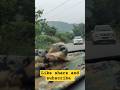 Guli Mata Amazing Road Trip Trending Viralvideo Shorts 