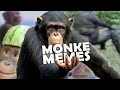 Ultimate Monke Memes Compilation 