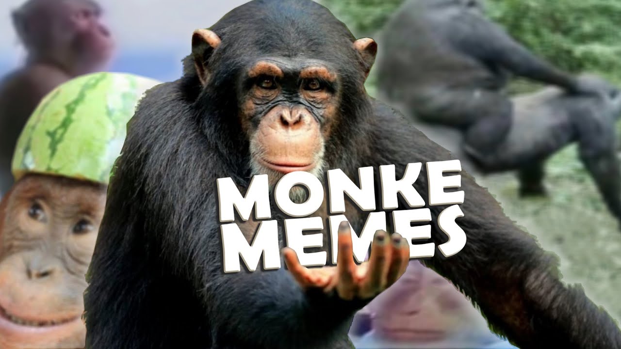 Monkey expression or meme are captured Stock Photo