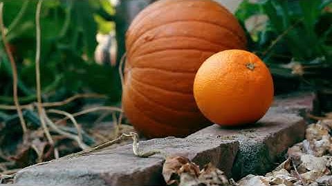 The Little Pumpkin- Stop Motion