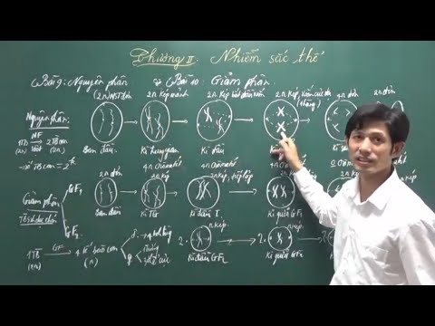 Video: Sau nguyên phân có bao nhiêu nhiễm sắc thể?