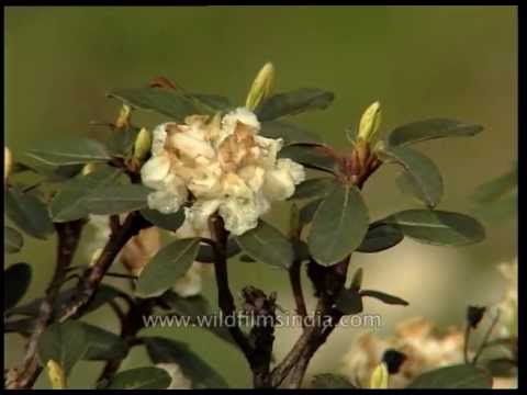 Rhododendron