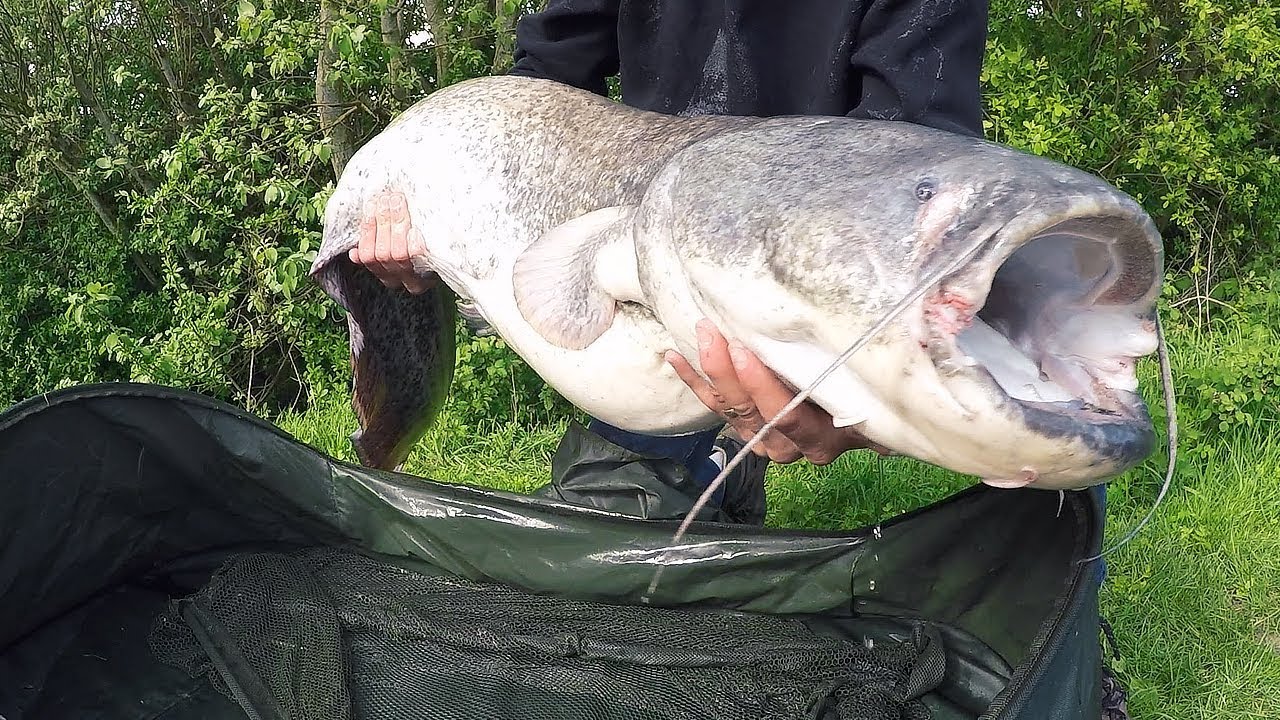 Fishing for GIANT CATFISH - New UK PB! 