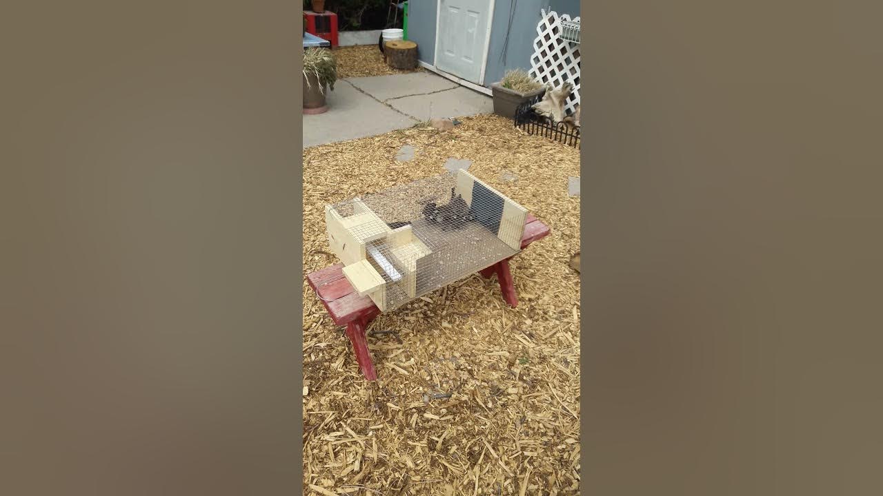 Self Repeating Sparrow Trap Day 1 Review YouTube