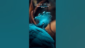 وَتَفَقَّدَ الطَّيْرَ فَقَالَ مَا لِيَ لَا أَرَى الْهُدْهُدَ ||❤️|| سورة النمل✨